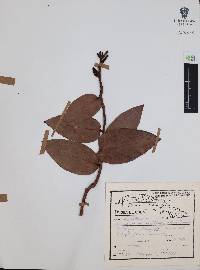 Symphysia alainii image