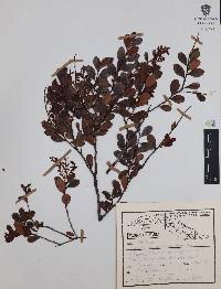 Vaccinium cubense image