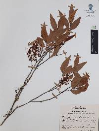 Vaccinium leucanthum image