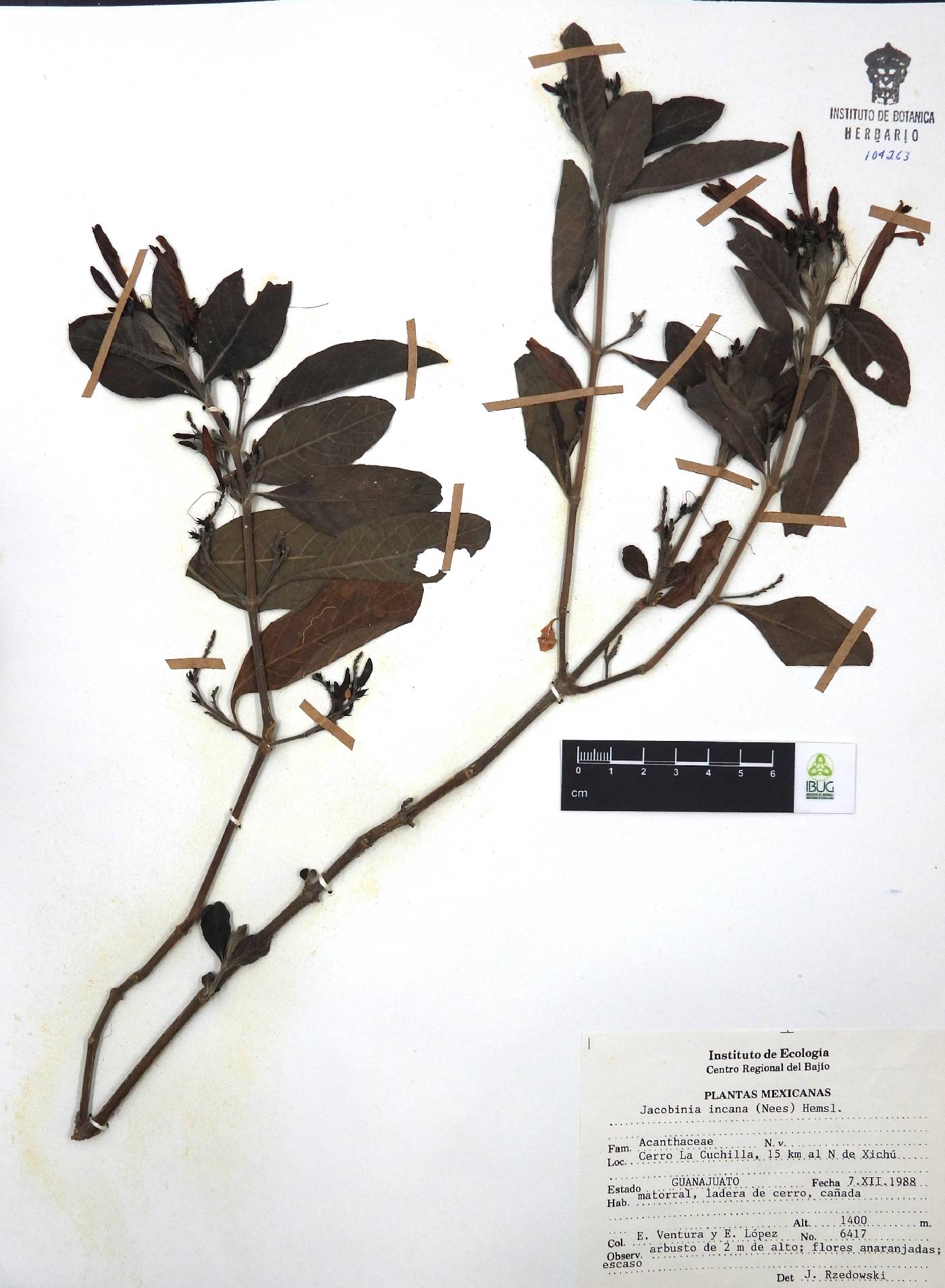 Jacobinia incana image