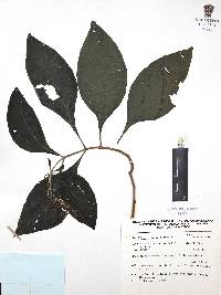 Jacobinia umbrosa image