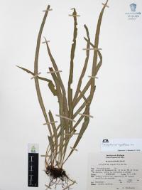 Campyloneurum angustifolium image