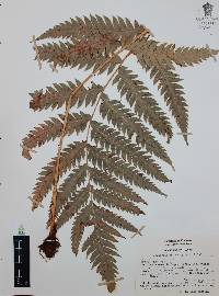 Woodwardia spinulosa image