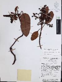 Arbutus xalapensis image