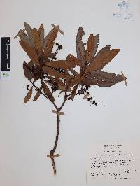 Comarostaphylis discolor image