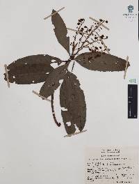 Comarostaphylis discolor subsp. rupestris image