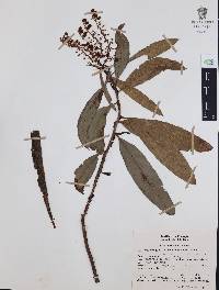 Comarostaphylis discolor subsp. rupestris image