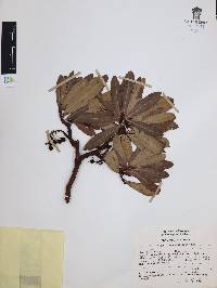 Comarostaphylis glaucescens image