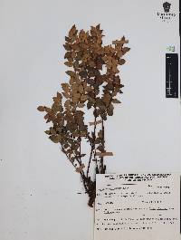 Vaccinium confertum image