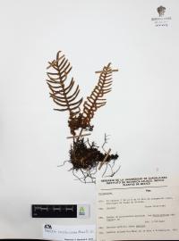 Polypodium sanctae-rosae image