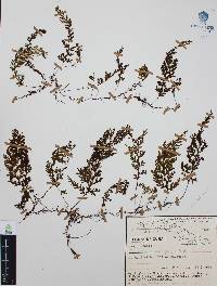 Hymenophyllum polyanthos image