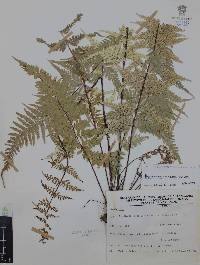Pityrogramma calomelanos image