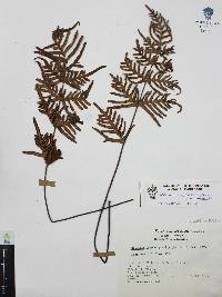 Mildella intramarginalis image