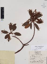 Arbutus xalapensis image