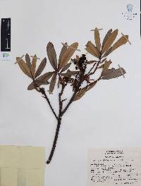 Comarostaphylis discolor subsp. rupestris image