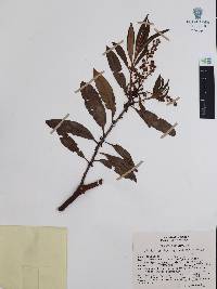 Comarostaphylis discolor subsp. rupestris image