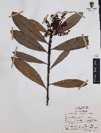 Comarostaphylis longifolia image