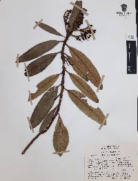 Comarostaphylis longifolia image