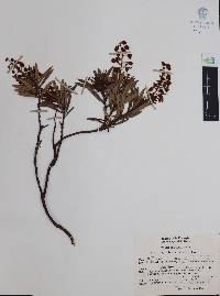 Comarostaphylis polifolia image