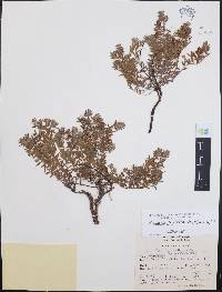 Krameria pauciflora image