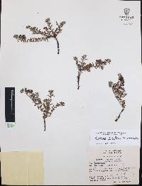 Krameria pauciflora image