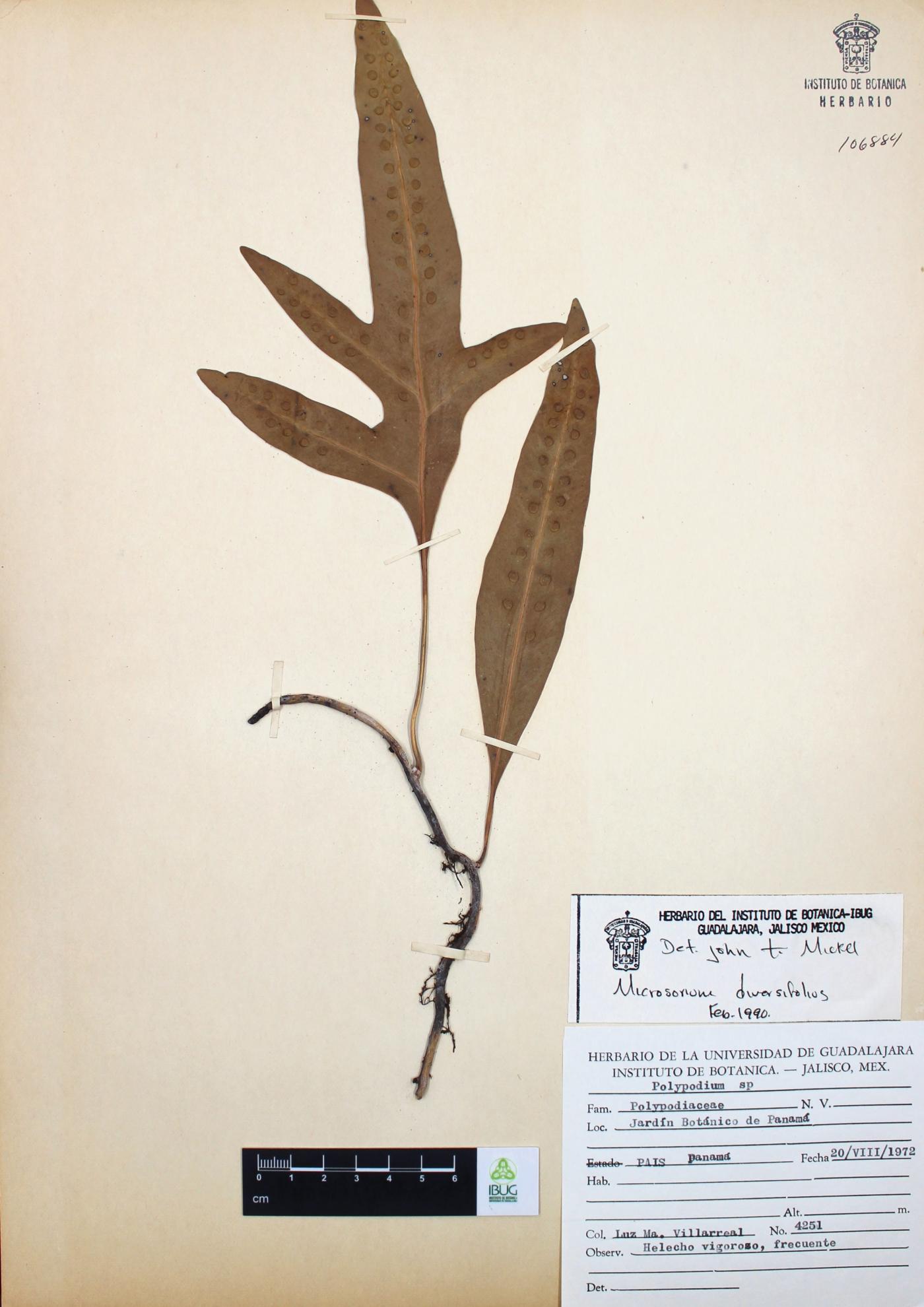 Microsorium diversifolium image