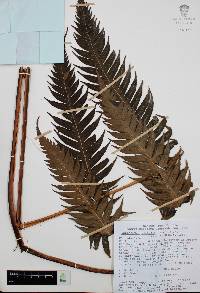 Woodwardia spinulosa image