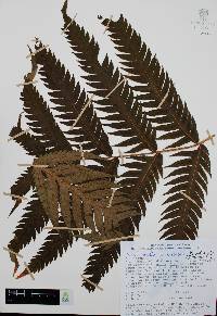 Woodwardia spinulosa image