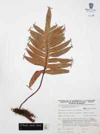Phlebodium aureum image