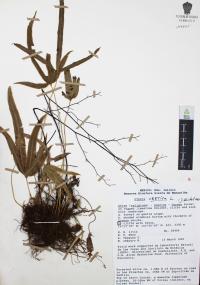 Pteris cretica image