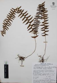 Nephrolepis undulata image