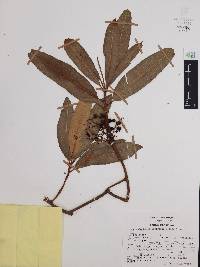 Comarostaphylis discolor image