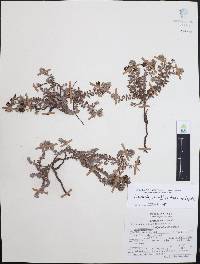 Krameria pauciflora image