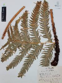 Woodwardia spinulosa image
