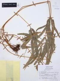 Pteris cretica image