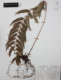 Phanerophlebia umbonata image