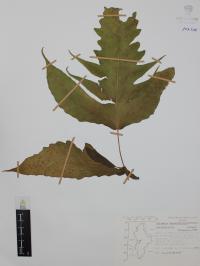 Tectaria heracleifolia image