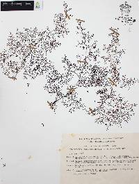 Odontosoria schlechtendalii image