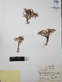 Sedum napiferum image