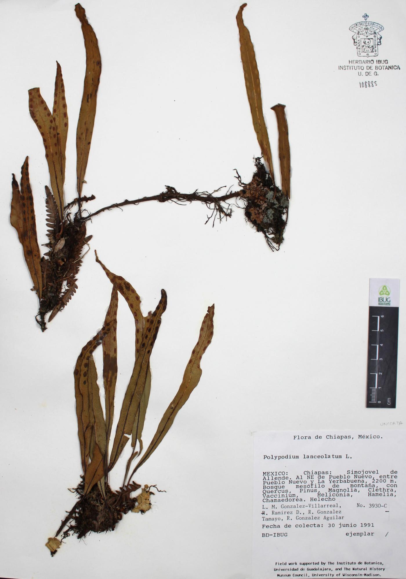 Polypodium lanceolatum image
