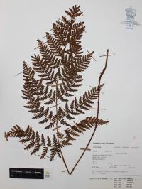 Dryopteris rossii image