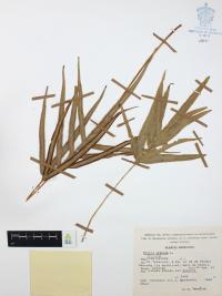 Pteris cretica image