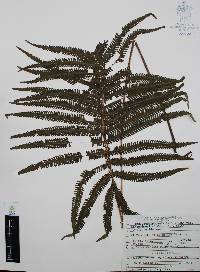 Thelypteris ovata var. lindheimeri image