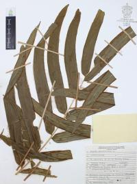 Pteris grandifolia image