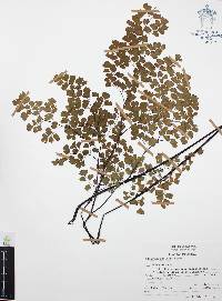 Adiantum andicola image