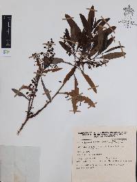 Comarostaphylis discolor image