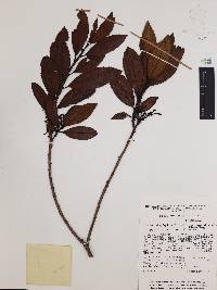 Comarostaphylis discolor image