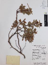 Pernettya prostrata image