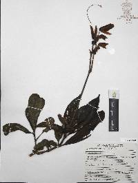 Louteridium parayi image