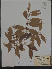 Eugenia crenularis image